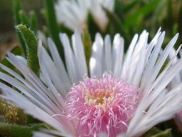 Delosperma ashtonii flower